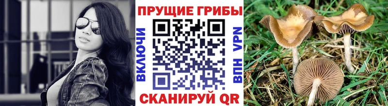 Псилоцибиновые грибы ЛСД  Купить где  Великий Новгород 